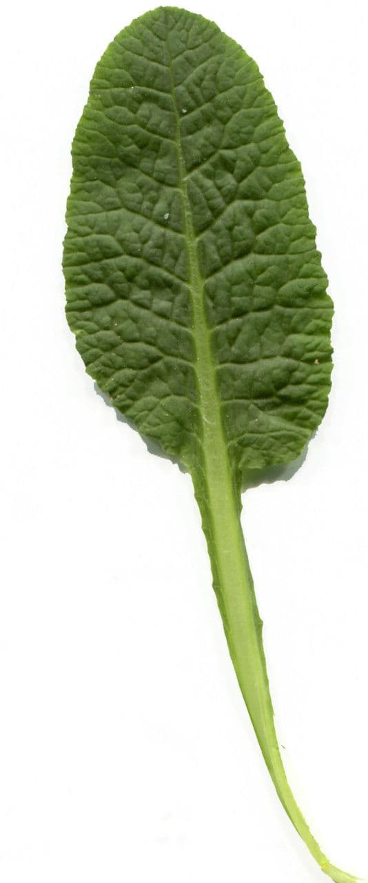 Primavera 26