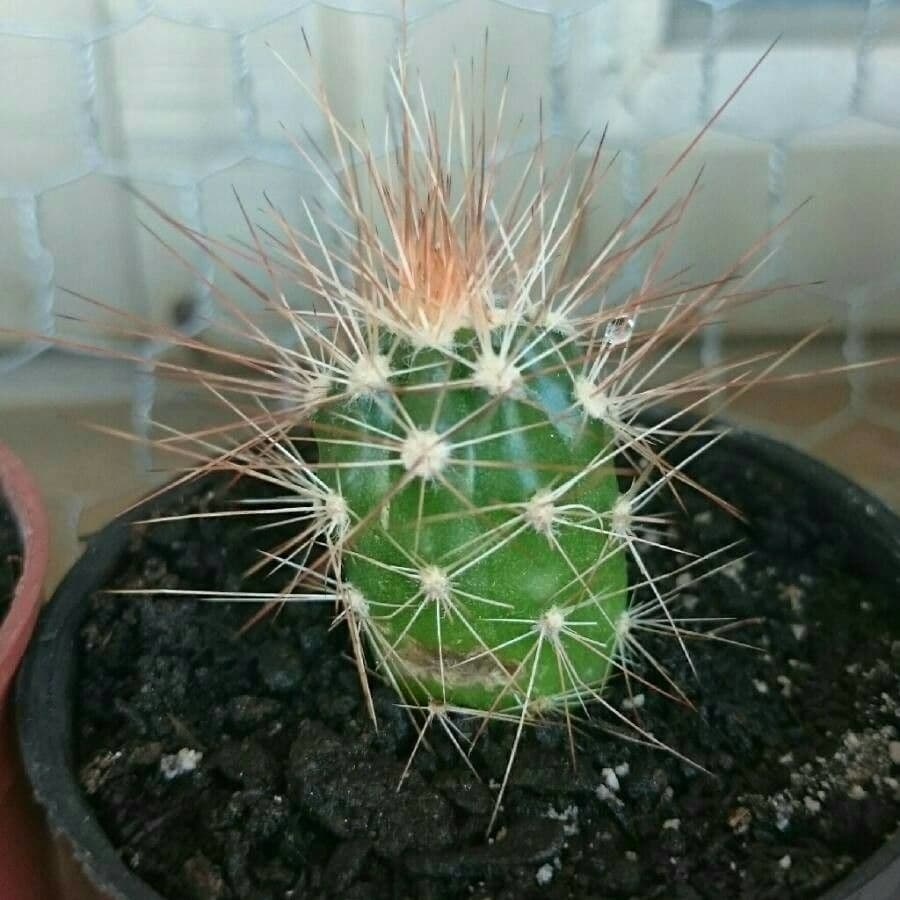 Cactus 3