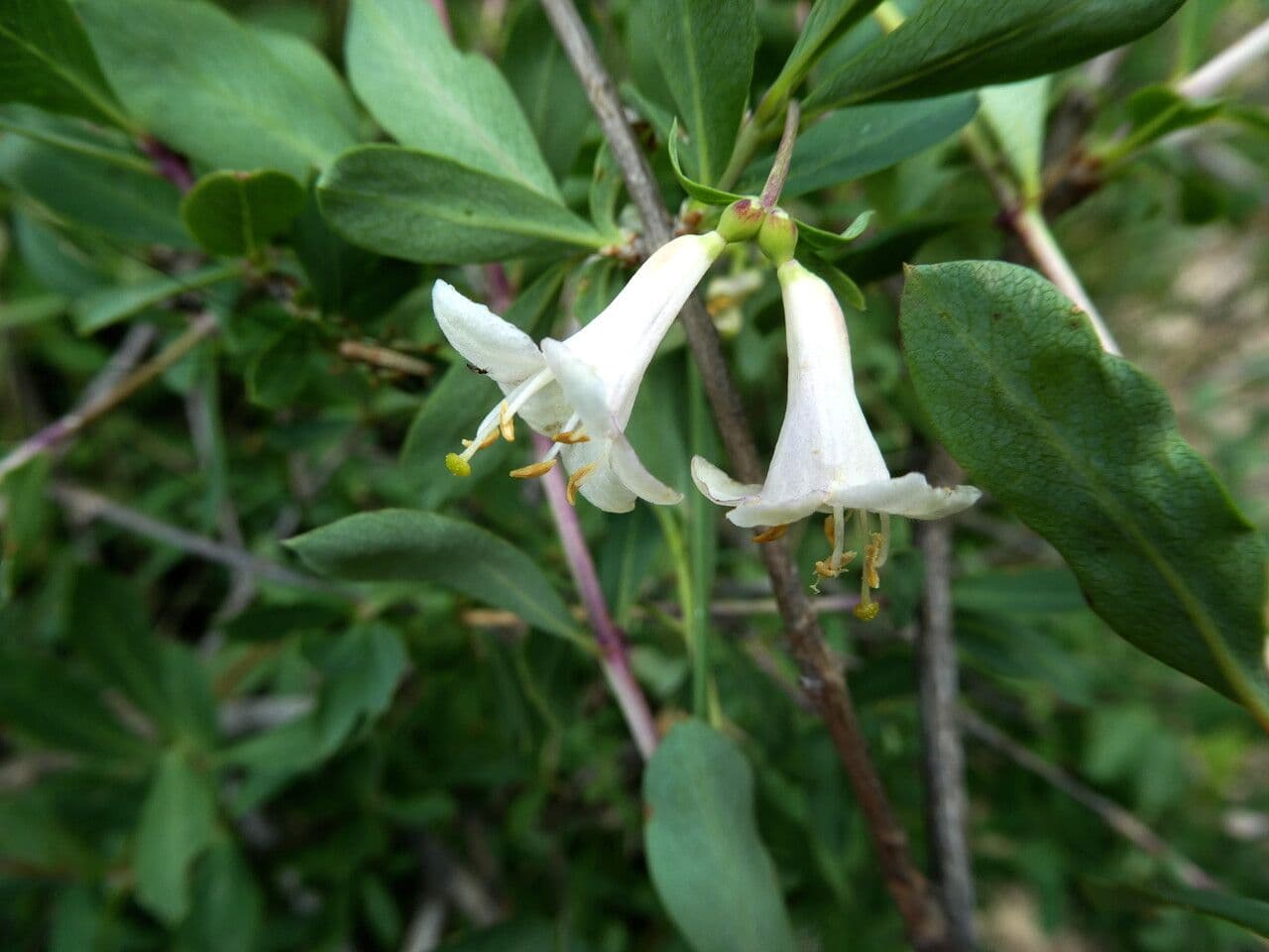 Caprifoglio pirenaico 25