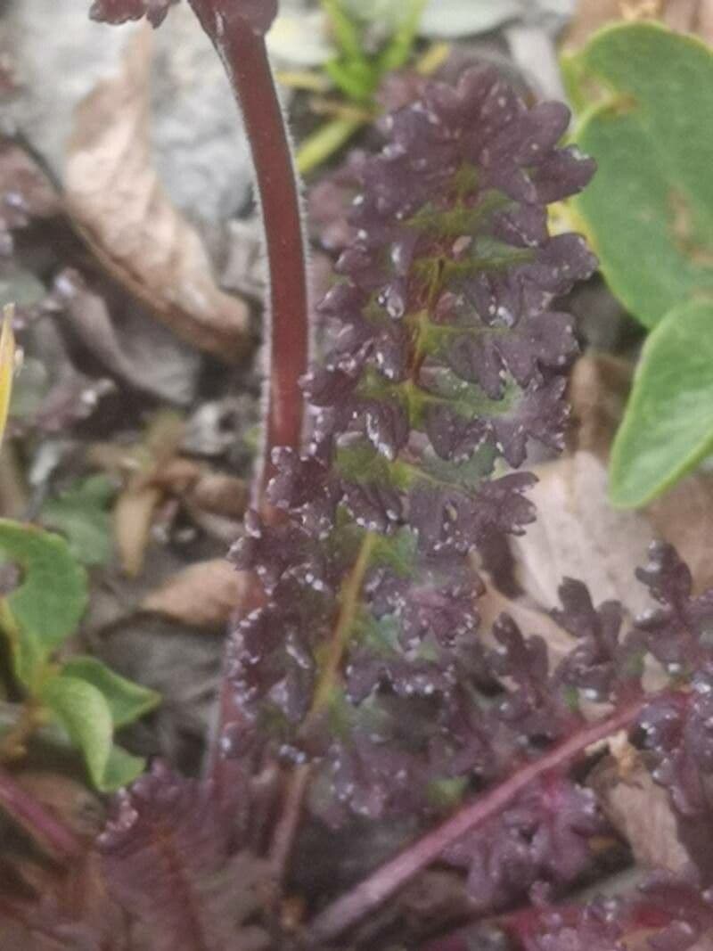 Pedicularis kerneri 12