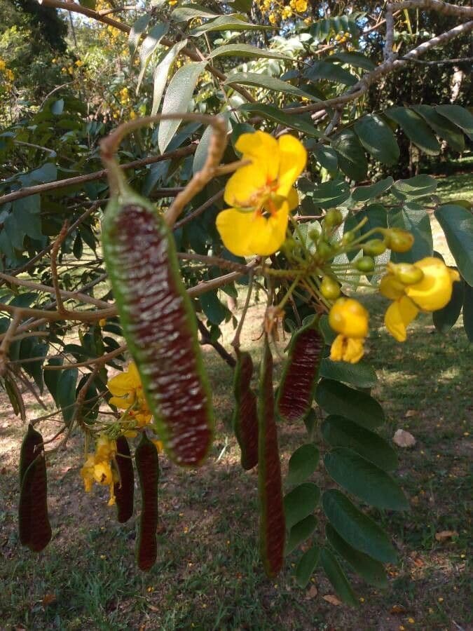 Wald-Senna