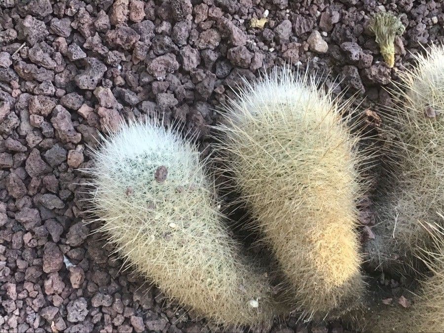 Thelocactus 3