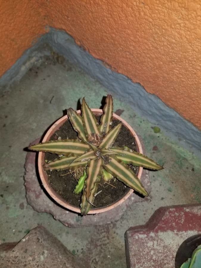 Cryptanthus 3