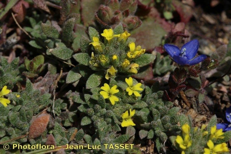Alyssum minutum 12