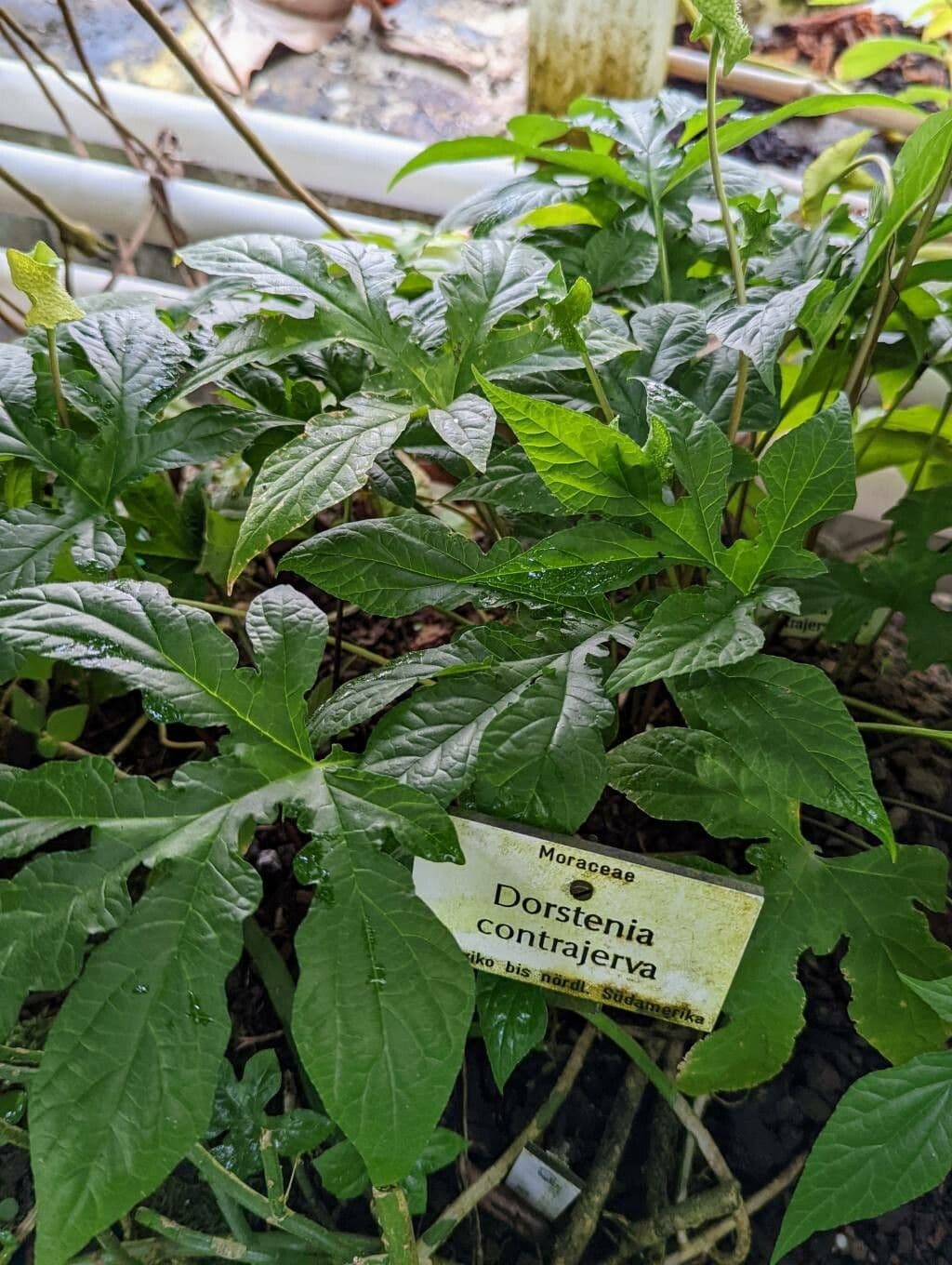 Contrayerba 14