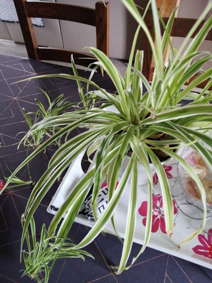 Chlorophytum 9