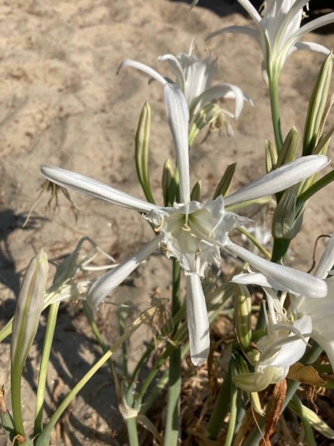 Pankracjum nadmorskie 30