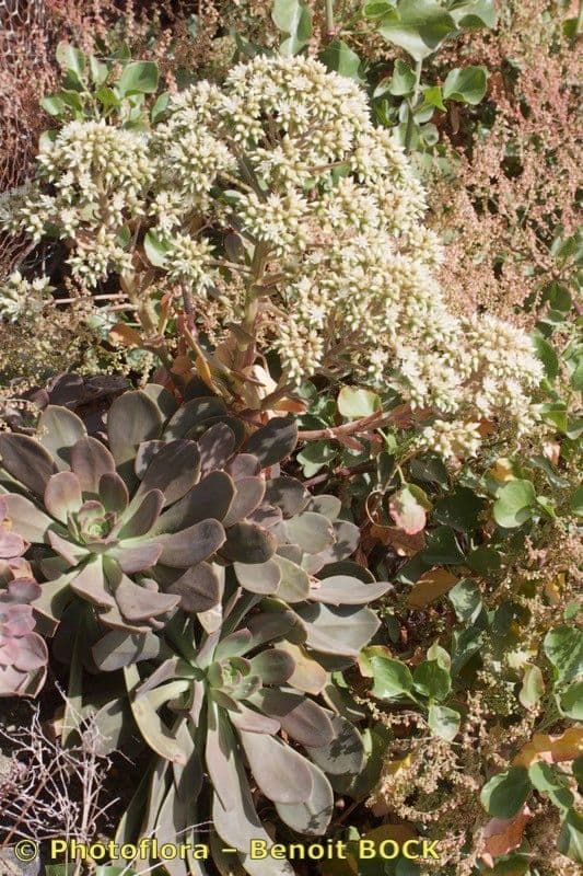 Aeonium 4
