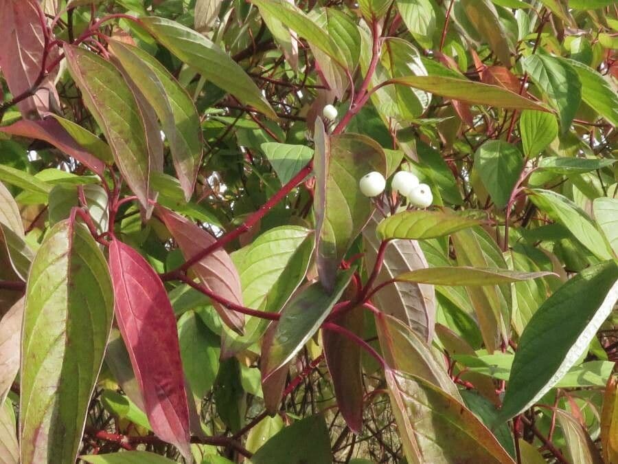 Svída výběžkatá 18