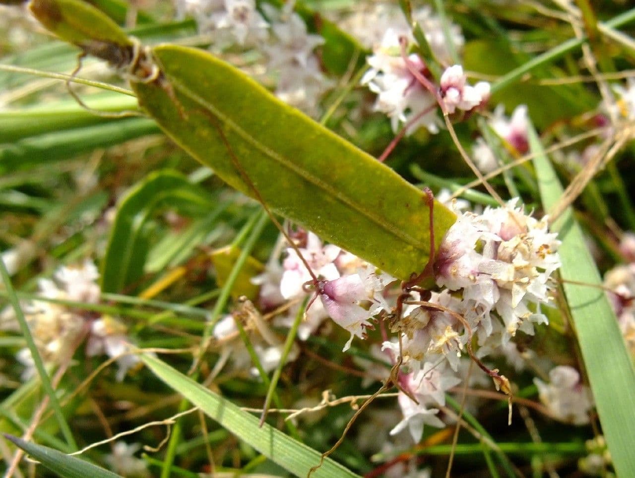 Cuscuta del timo 27