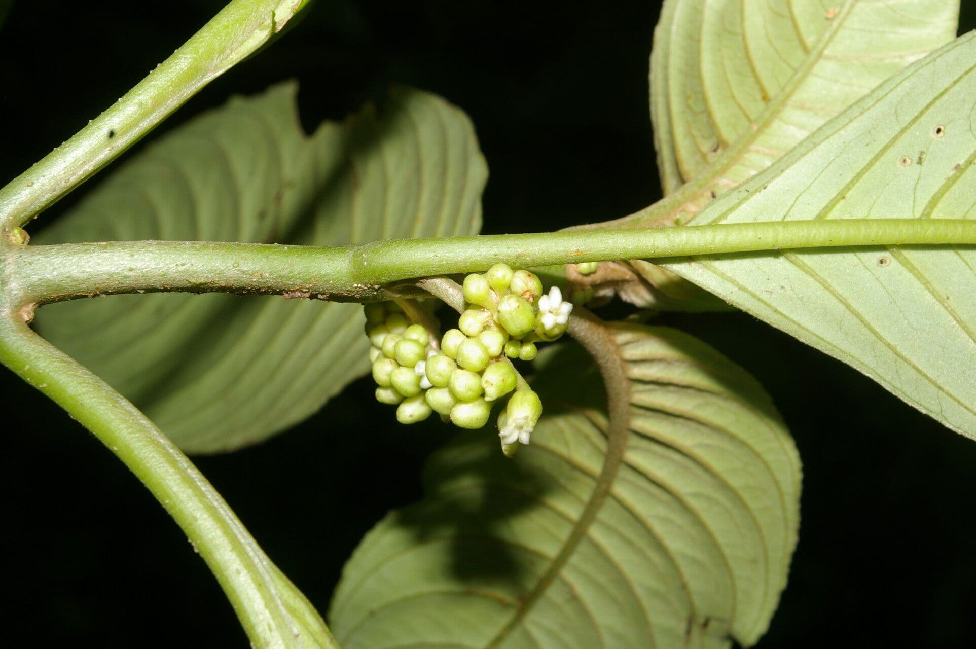 Besleria 6