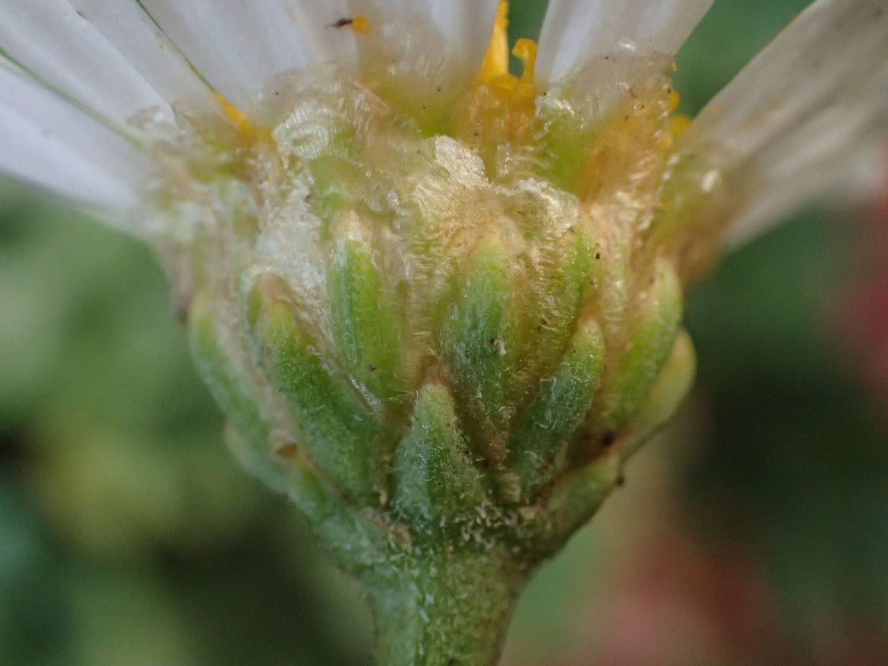 Argyranthemum 2