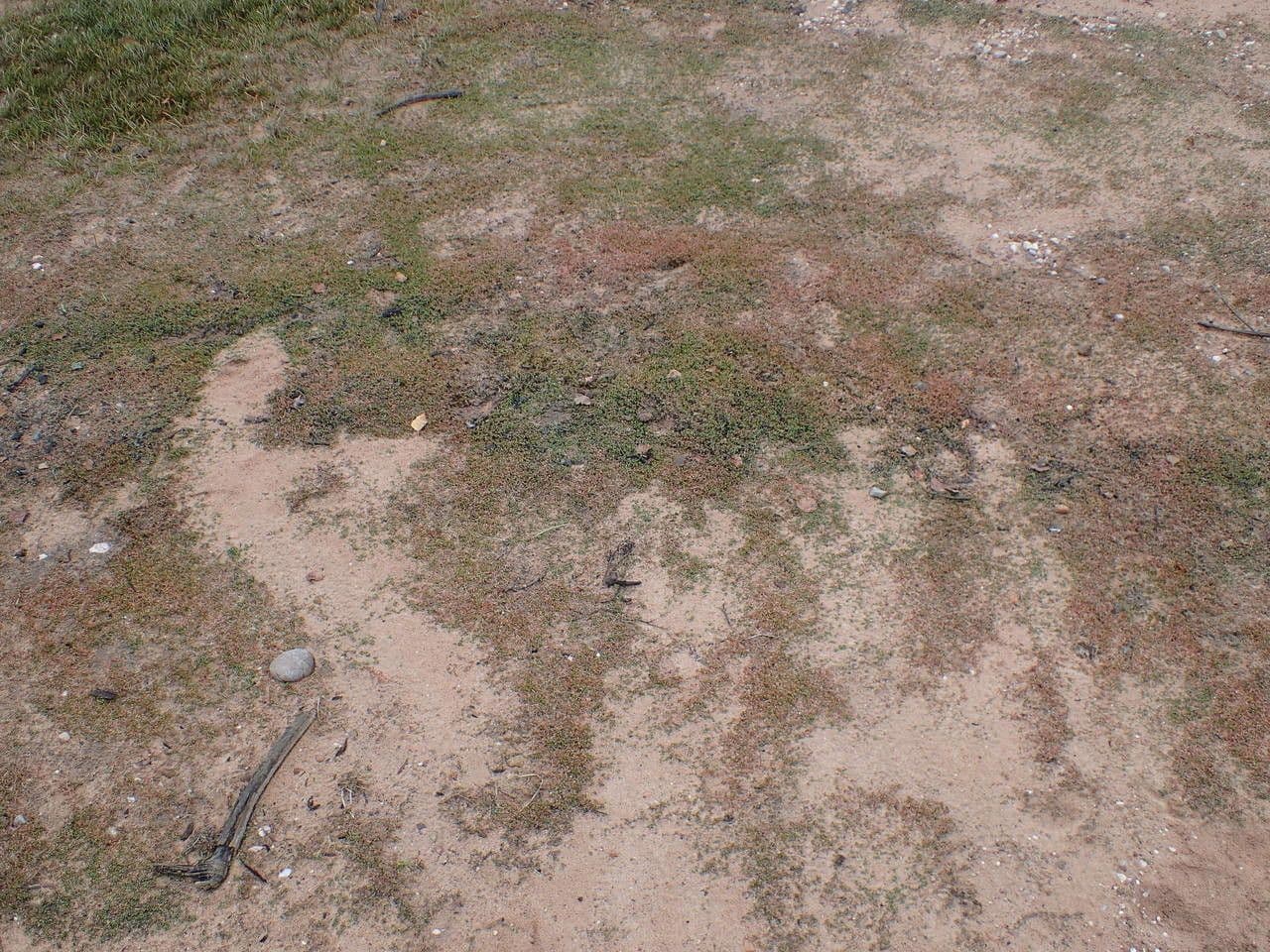 Elatine hexandra 13