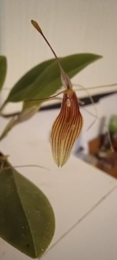 Restrepia 4
