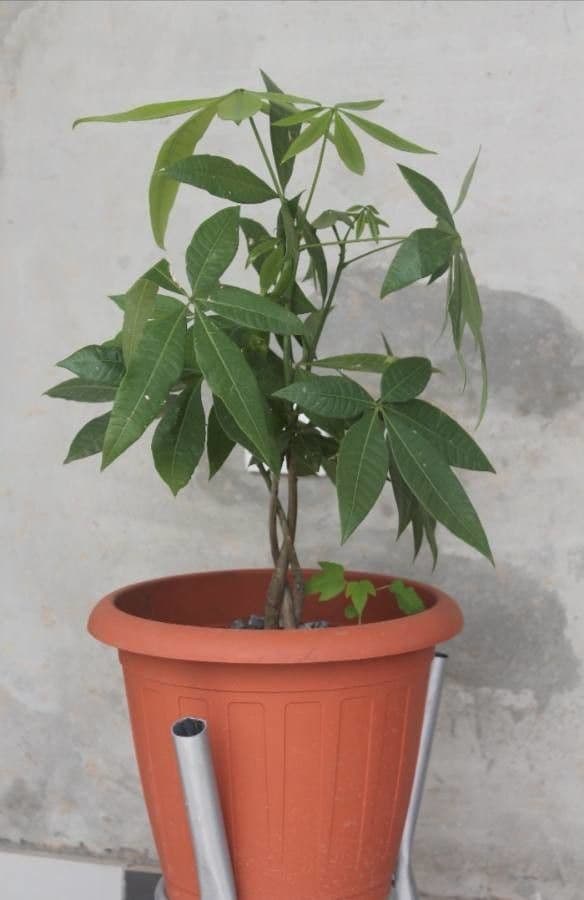 Pachira glabra 16