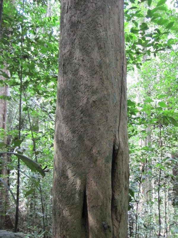 Geissospermum liscio 11