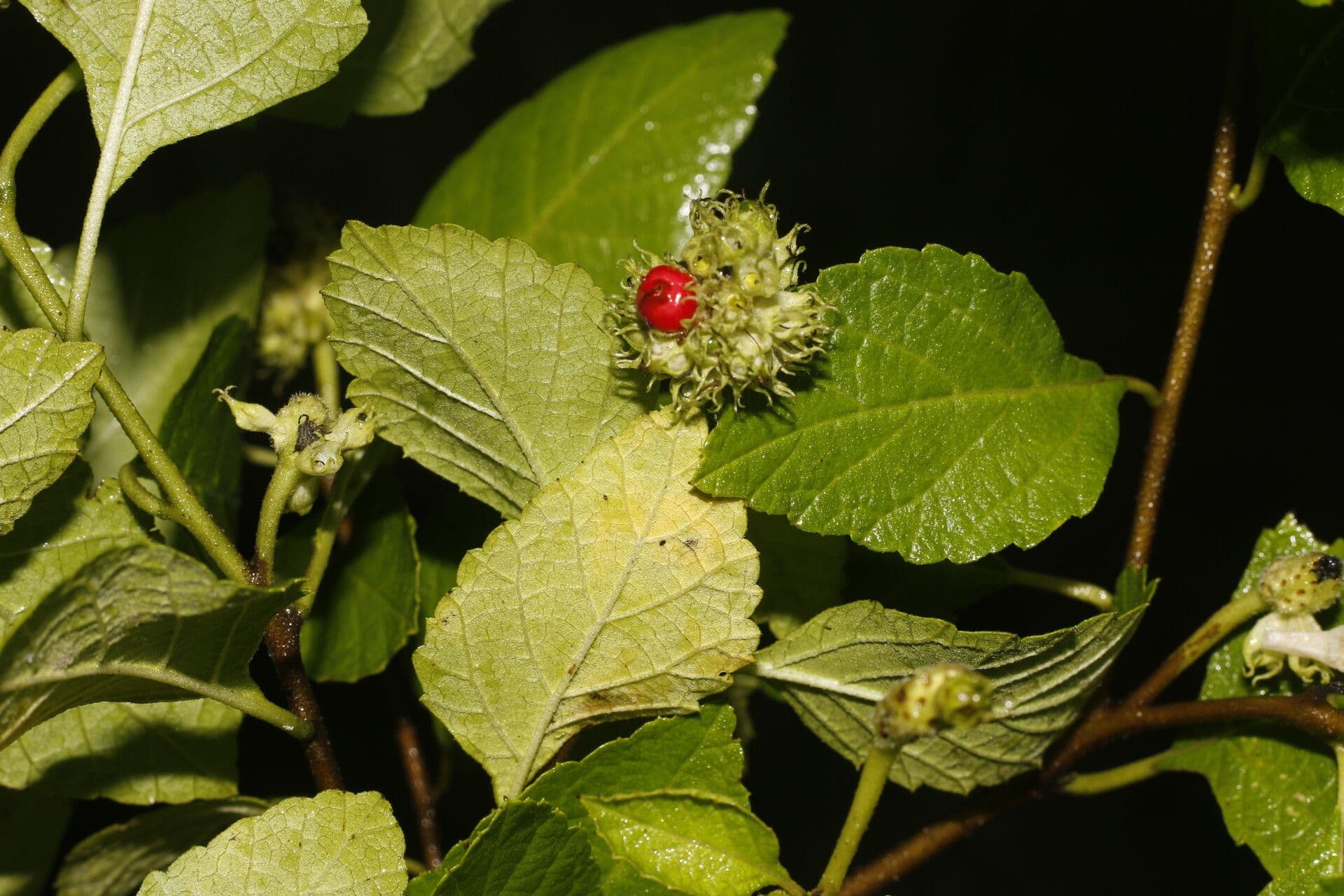 Varronia bullata 4