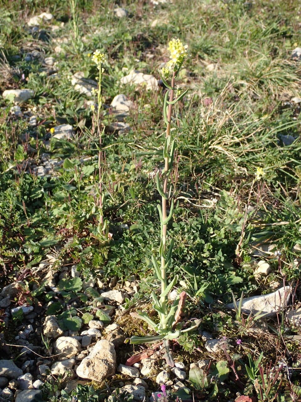 Myagrum perfoliatum 14