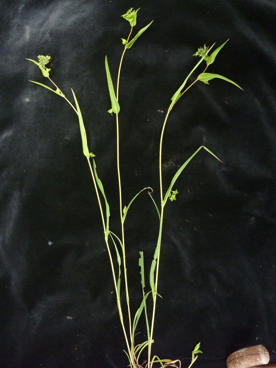 Bupleuro gracile 10