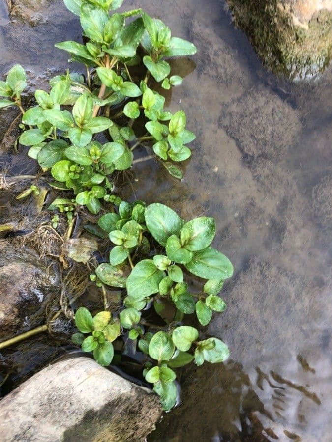 Veronica acquatica 16