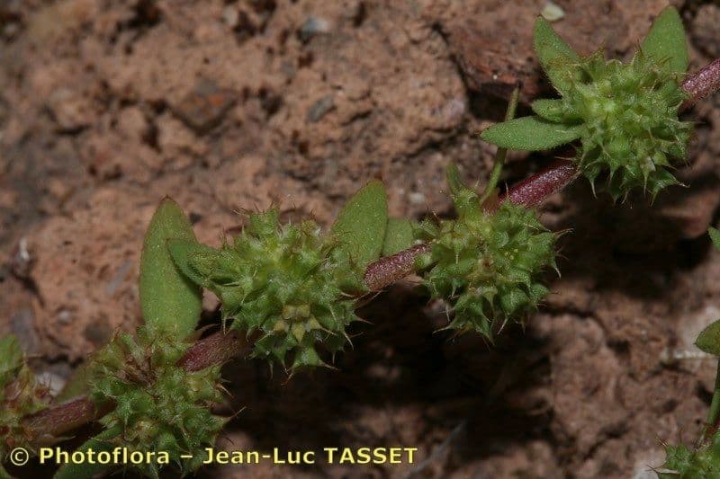 Paronichia spinosa