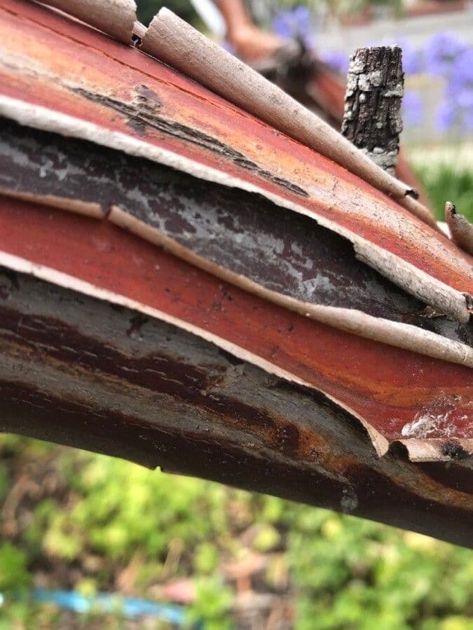 Eucalyptus 5