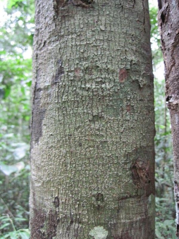 Dendrobangia 3