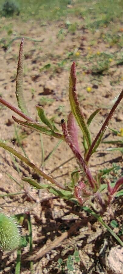 Sand-Mohn 20