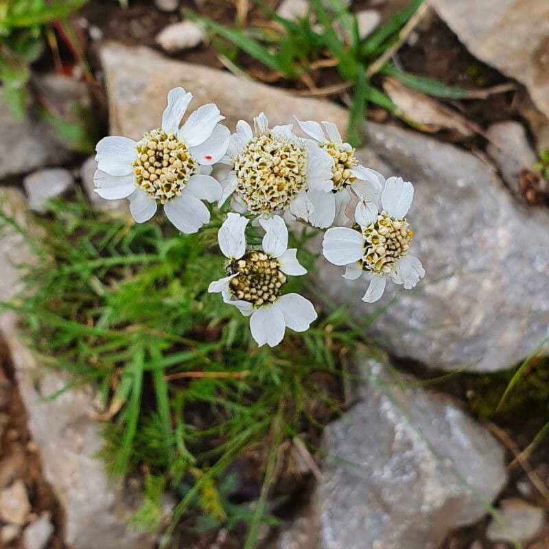 Achillea atrata 3