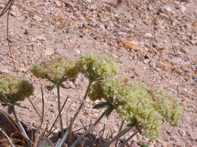 Granit-Polygonum 8