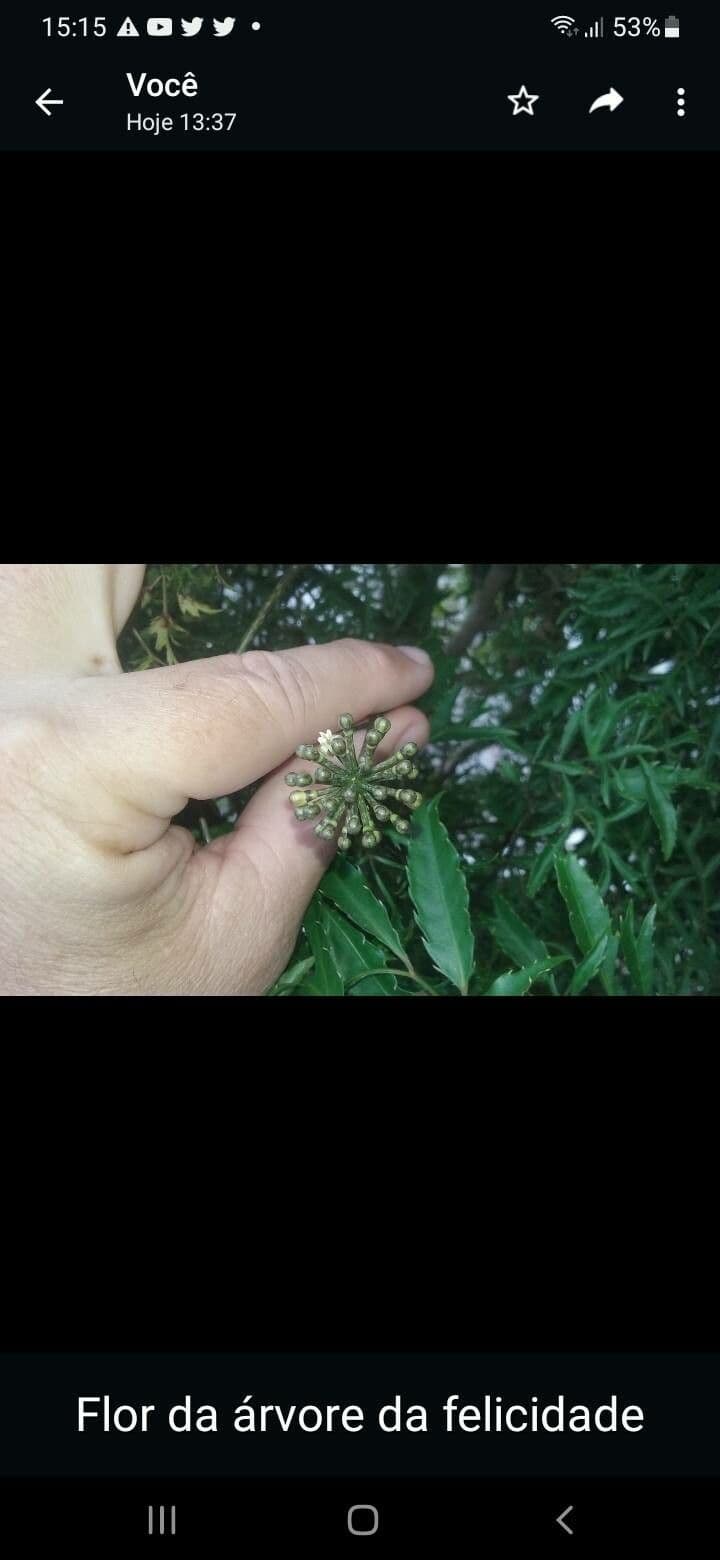 Aralia 6
