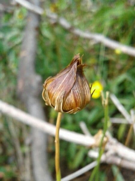 Coreopsis lanceolata 5