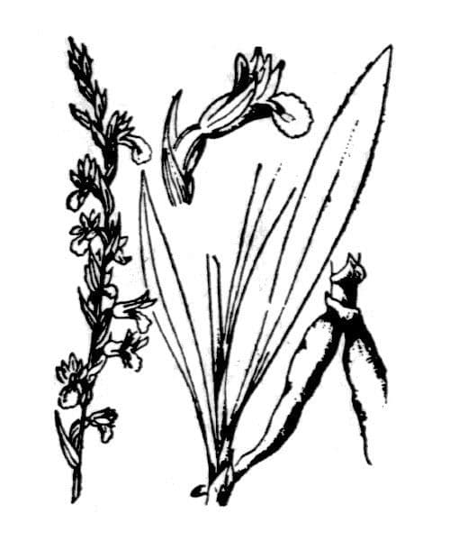 Viticcini estivi 16