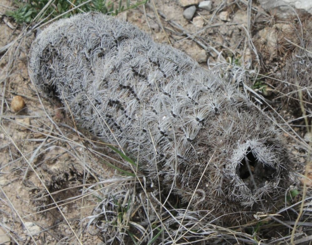 Cactus pettine