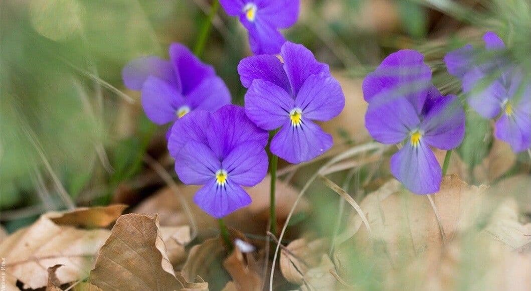 Viola bubanii 2