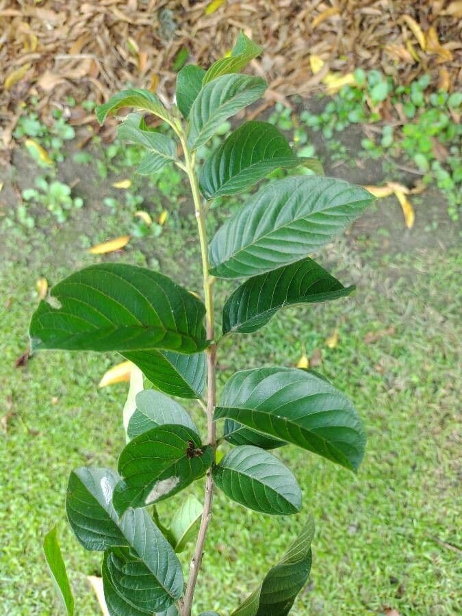 Physocalymma 6