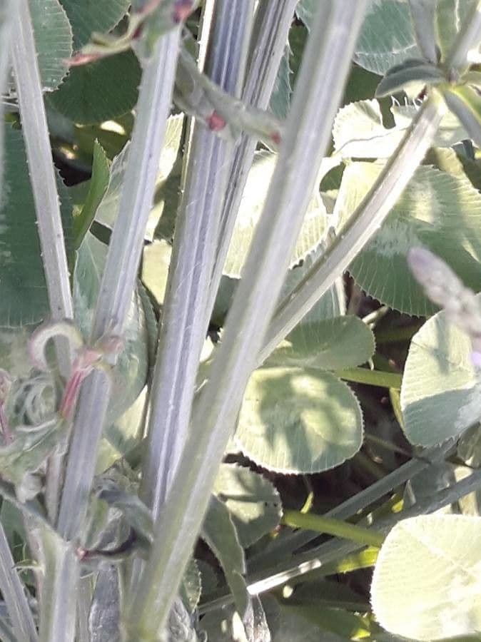 Verbena comune 25