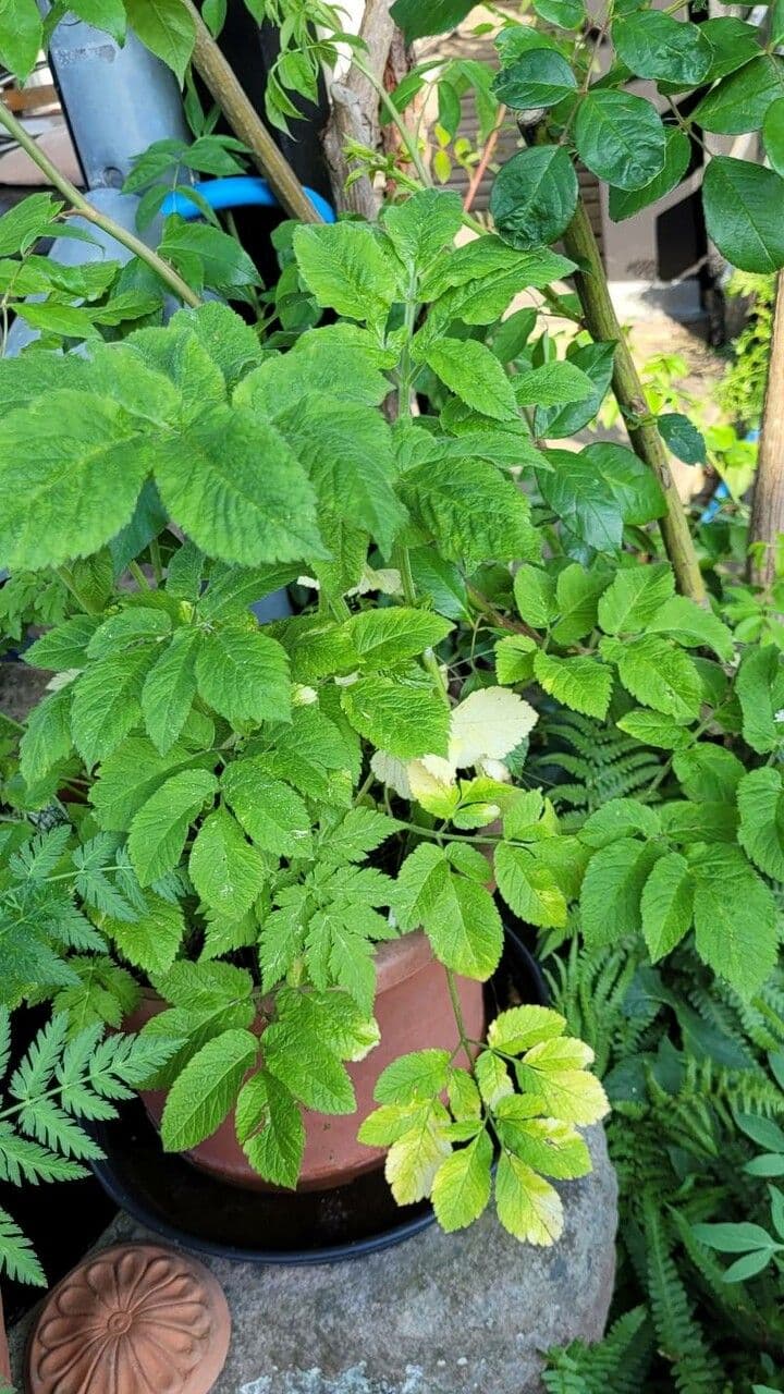 Cerfoglio aromatico 11