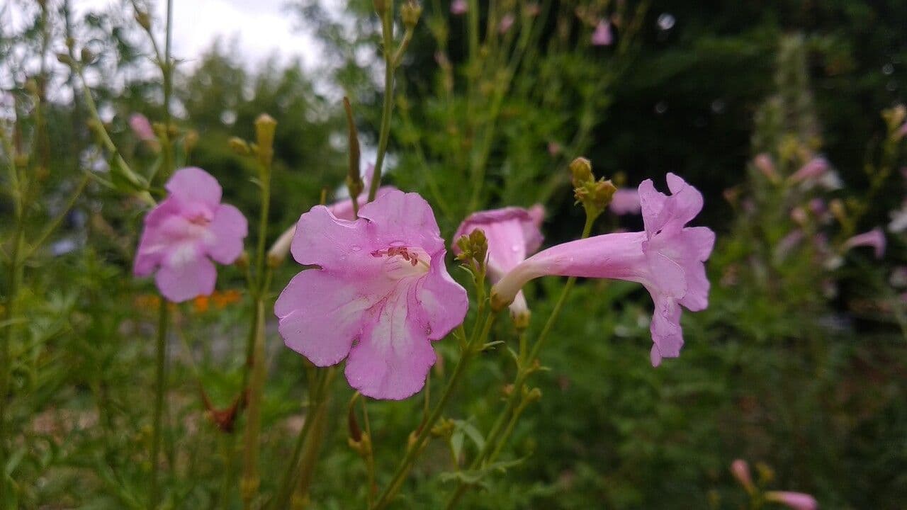 Incarvillea