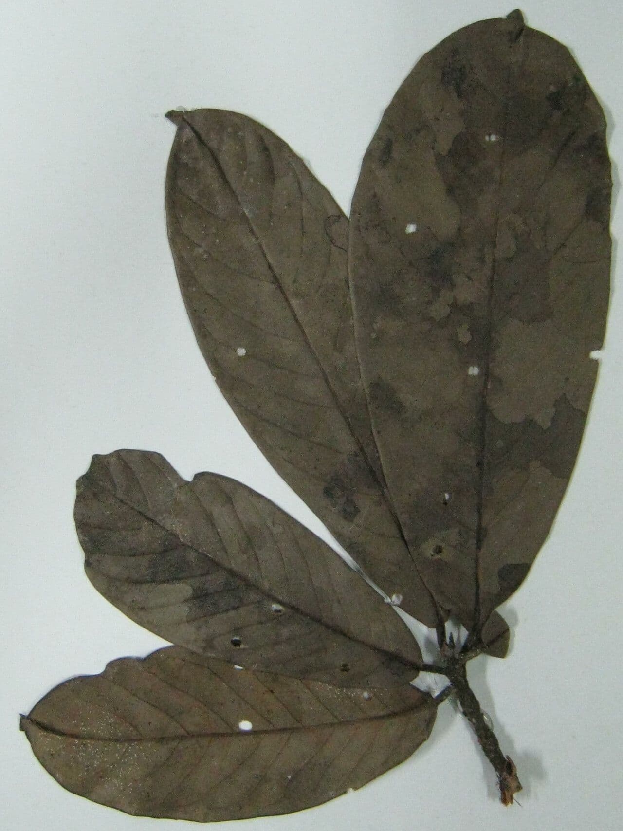 Aniba 9
