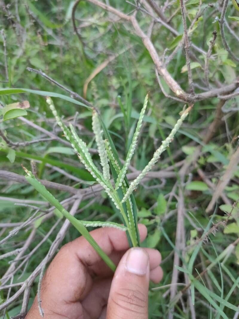 Paspalum scrobiculatum 2