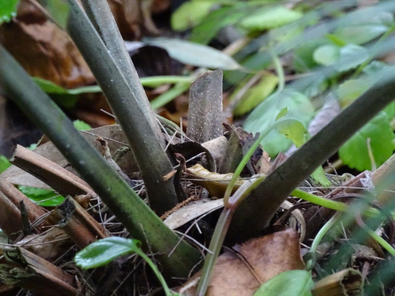 Lepidozamia 9