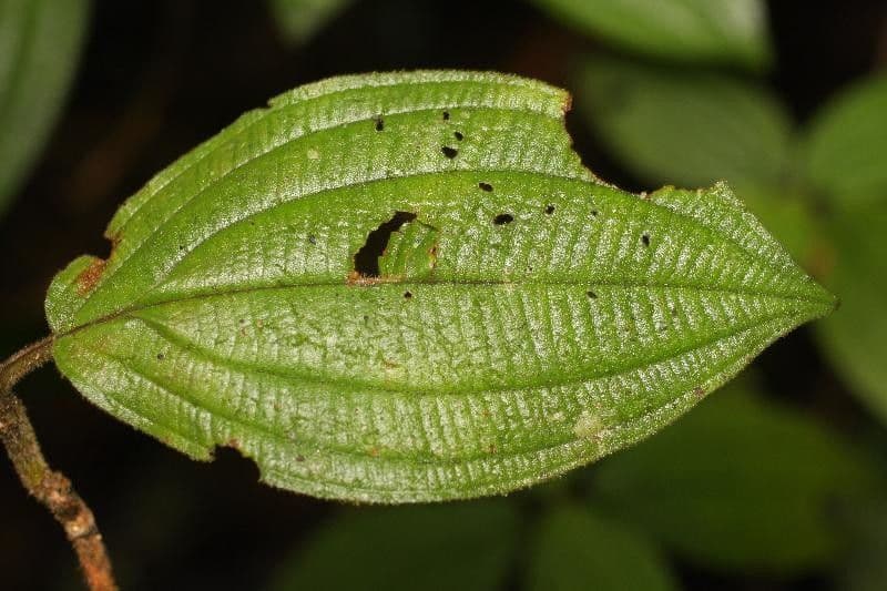 Miconia