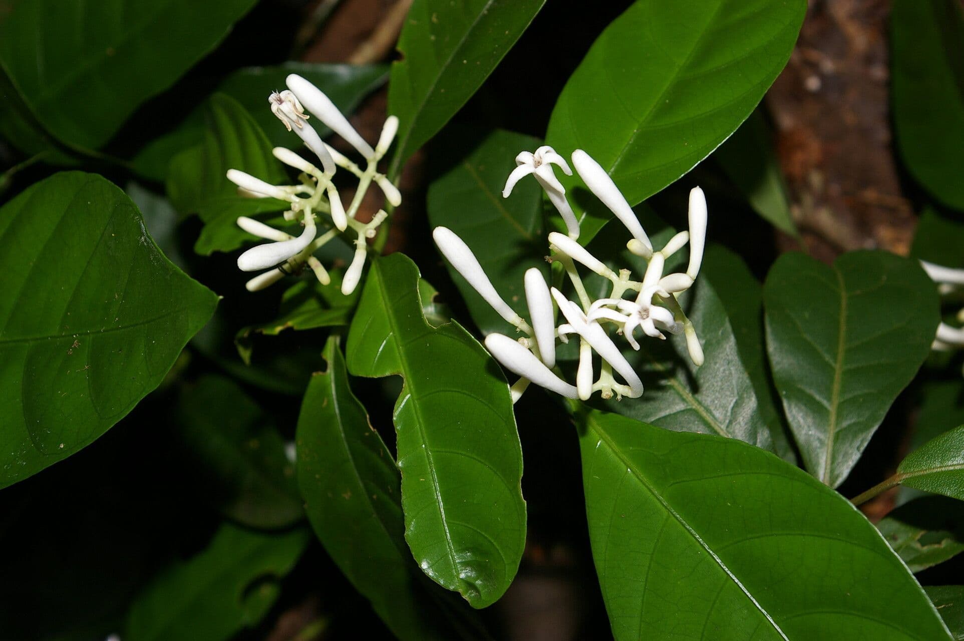 Palicourea 4