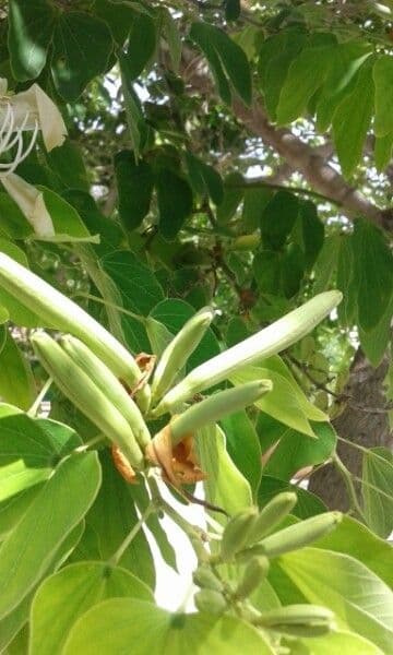 Bauhinia variegata 4