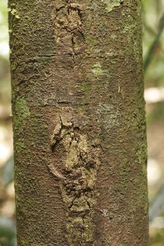 Jupunba 3