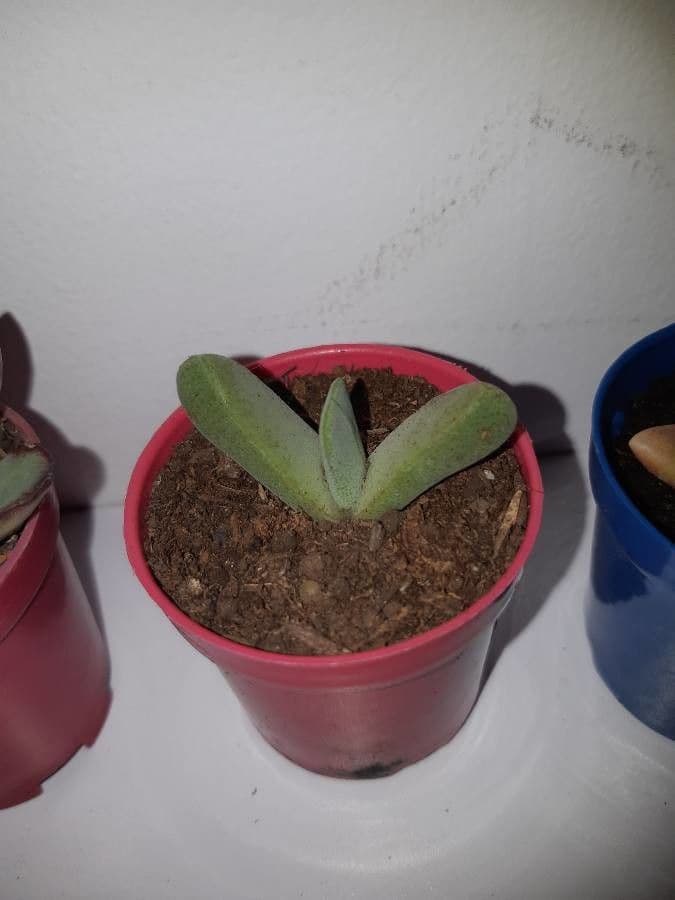 Roccia divisa 4