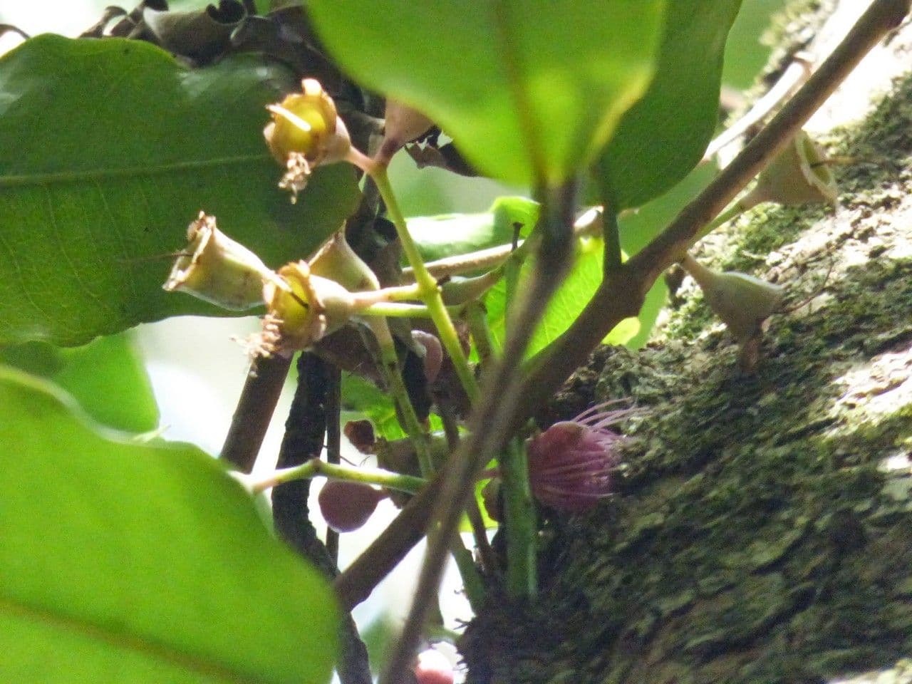 Syzygium 2