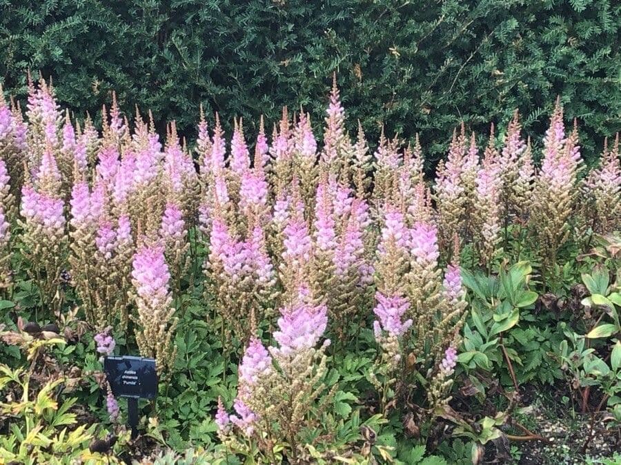 Astilbe rossa 6
