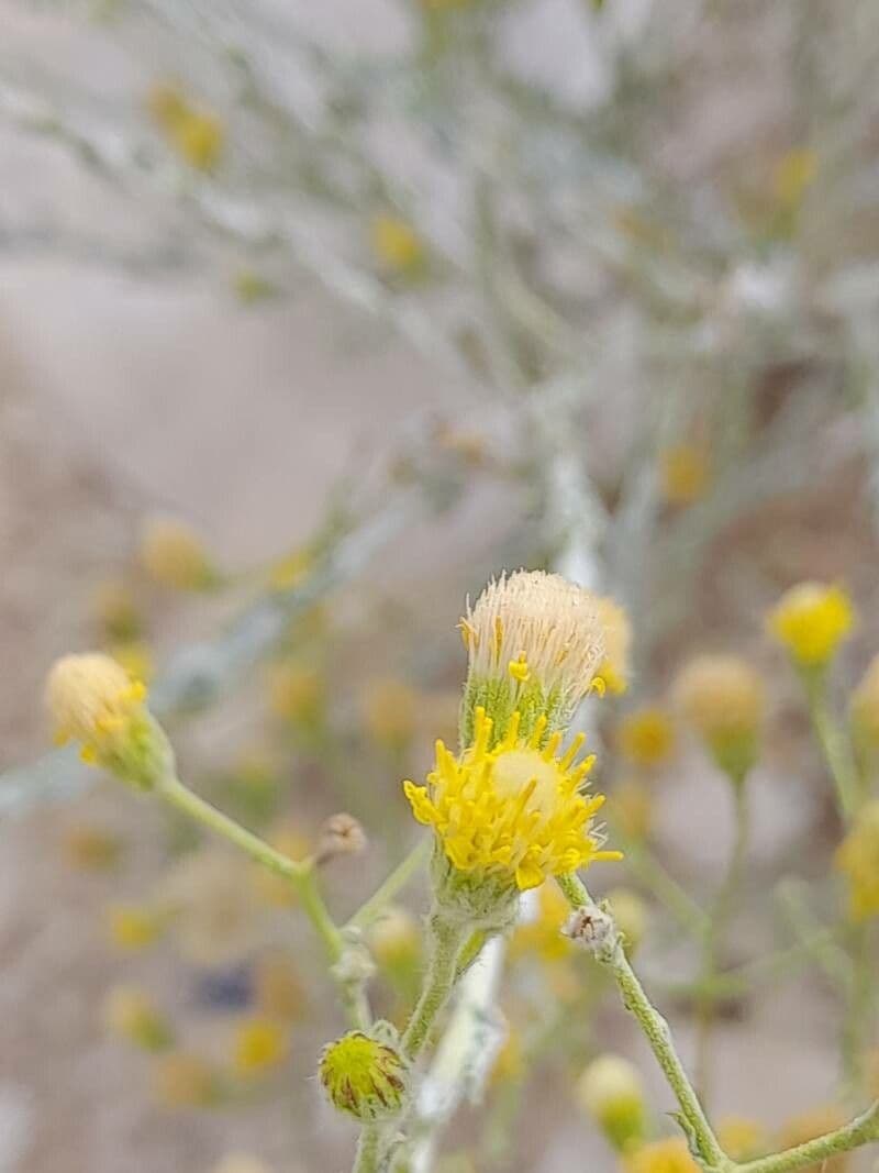 Pulicaria 4